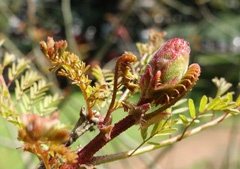 DSC00088a